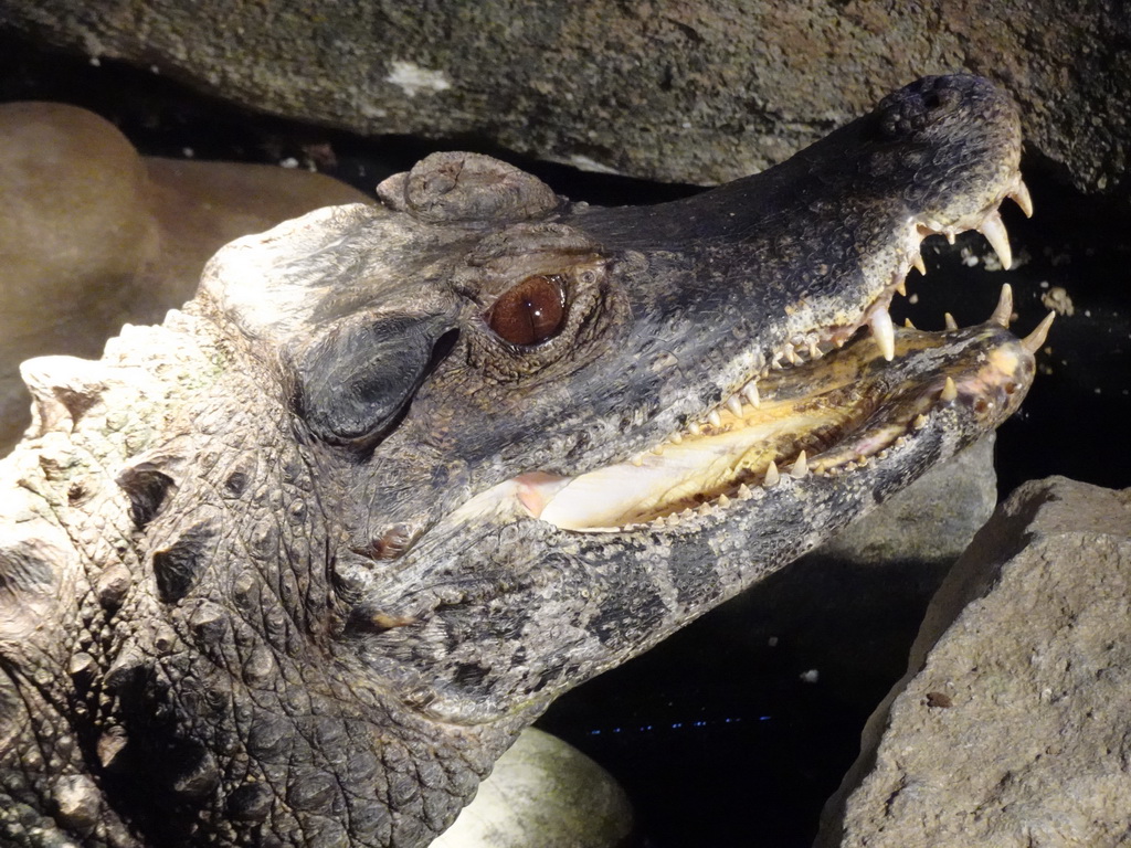 Head of the Smooth-fronted Caiman at the Ground Floor of the main building of the Dierenpark De Oliemeulen zoo