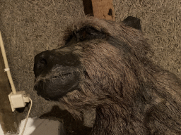 Head of a stuffed Monkey at the Ground Floor of the main building of the Dierenpark De Oliemeulen zoo