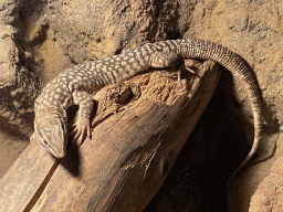 Spiny-tailed Monitor at the Ground Floor of the main building of the Dierenpark De Oliemeulen zoo