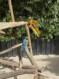 Blue-and-yellow Macaws at the Dierenpark De Oliemeulen zoo