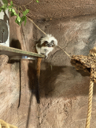 Cotton-top Tamarin at the Dierenpark De Oliemeulen zoo