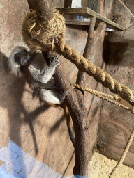 Cotton-top Tamarin at the Dierenpark De Oliemeulen zoo