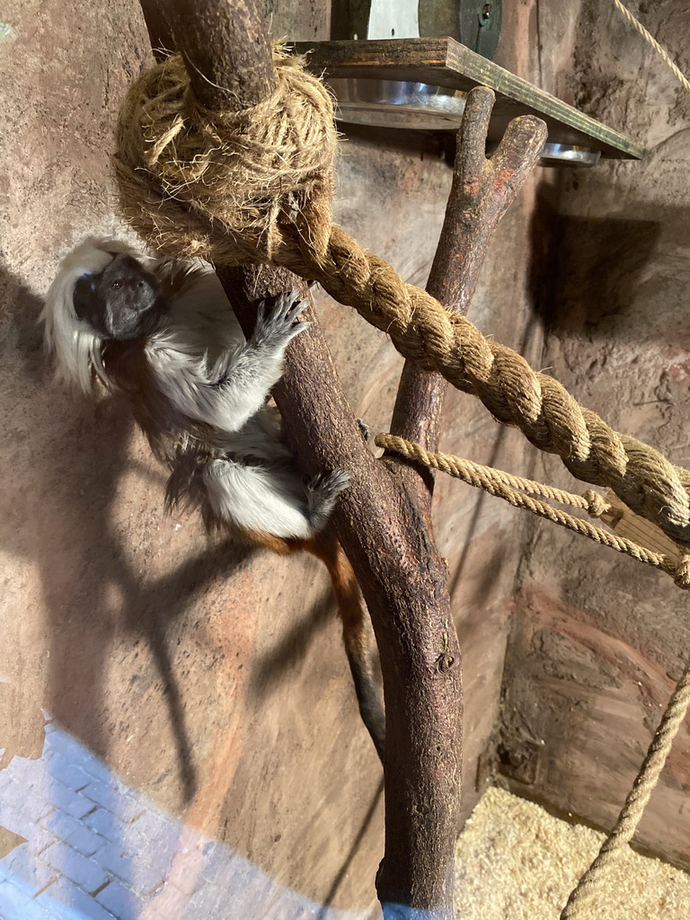 Cotton-top Tamarin at the Dierenpark De Oliemeulen zoo