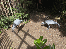 Demoiselle Cranes at the Dierenpark De Oliemeulen zoo