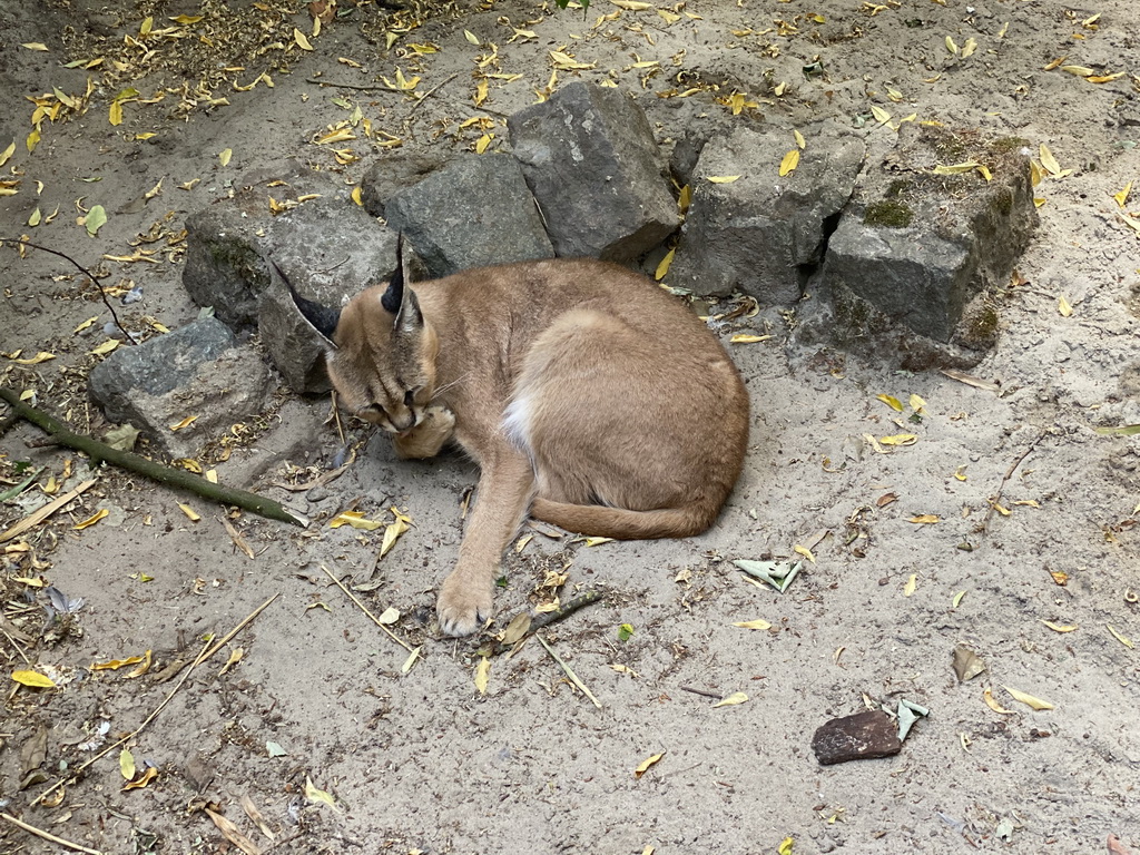 Caracal at the Dierenpark De Oliemeulen zoo