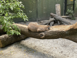 Caracal at the Dierenpark De Oliemeulen zoo