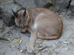 Caracal at the Dierenpark De Oliemeulen zoo