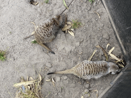 Meerkats at the Dierenpark De Oliemeulen zoo