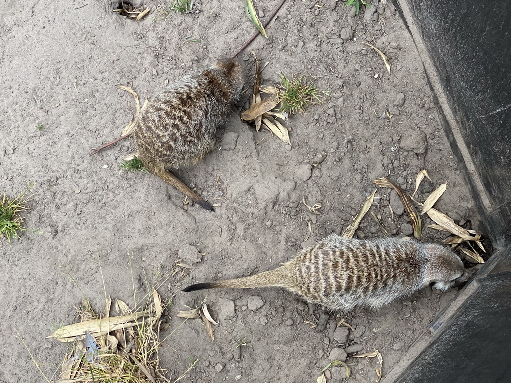 Meerkats at the Dierenpark De Oliemeulen zoo