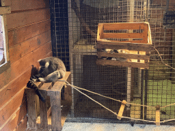 Ring-tailed Lemurs at the Dierenpark De Oliemeulen zoo