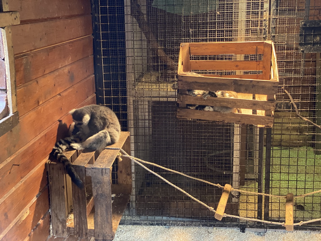 Ring-tailed Lemurs at the Dierenpark De Oliemeulen zoo