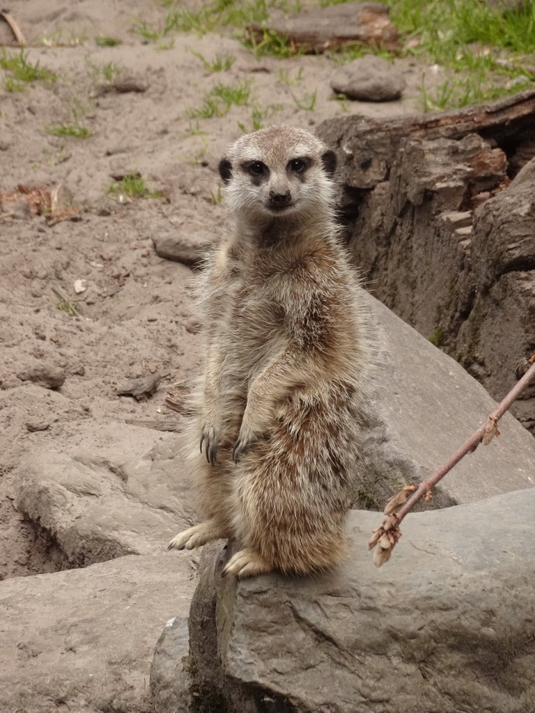 Meerkat at the Dierenpark De Oliemeulen zoo