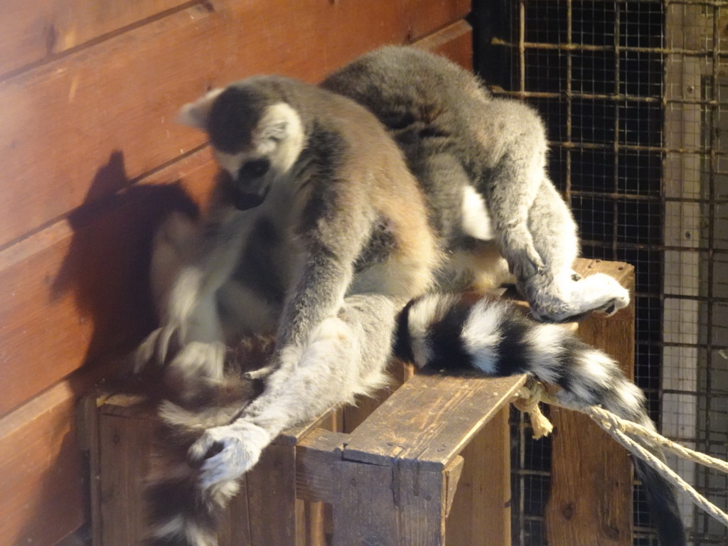 Ring-tailed Lemurs at the Dierenpark De Oliemeulen zoo