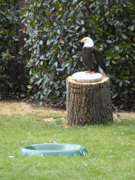Bald Eagle at the Dierenpark De Oliemeulen zoo