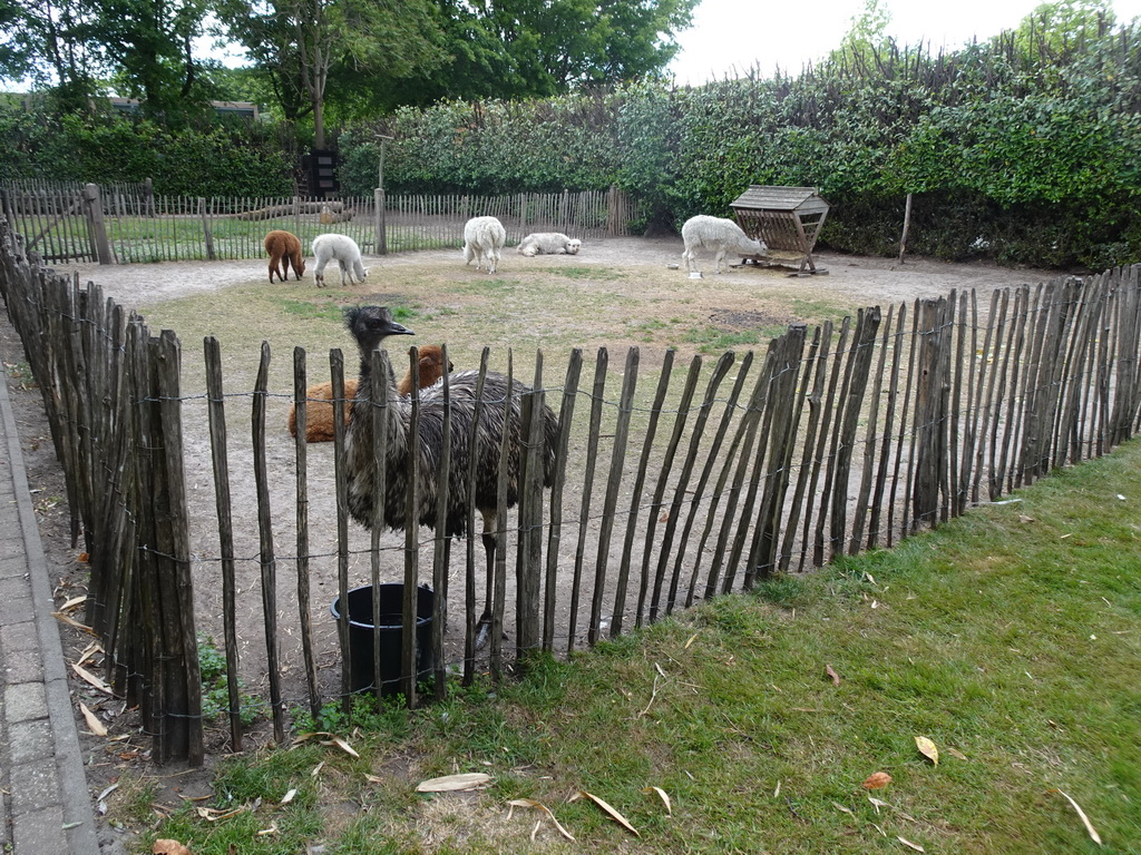 Emu and Alpacas at the Dierenpark De Oliemeulen zoo