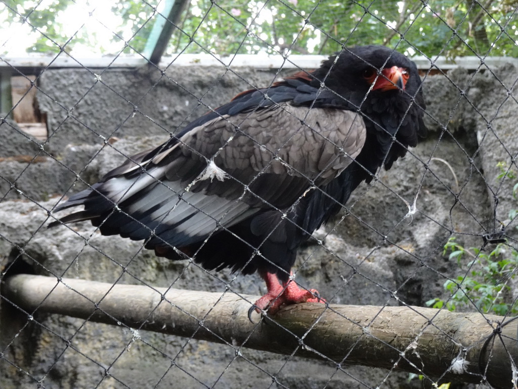 Bateleur at the Dierenpark De Oliemeulen zoo