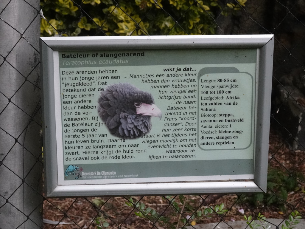 Explanation on the Bateleur at the Dierenpark De Oliemeulen zoo