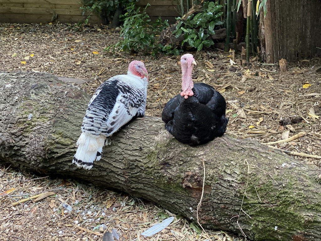 Turkeys at the Dierenpark De Oliemeulen zoo