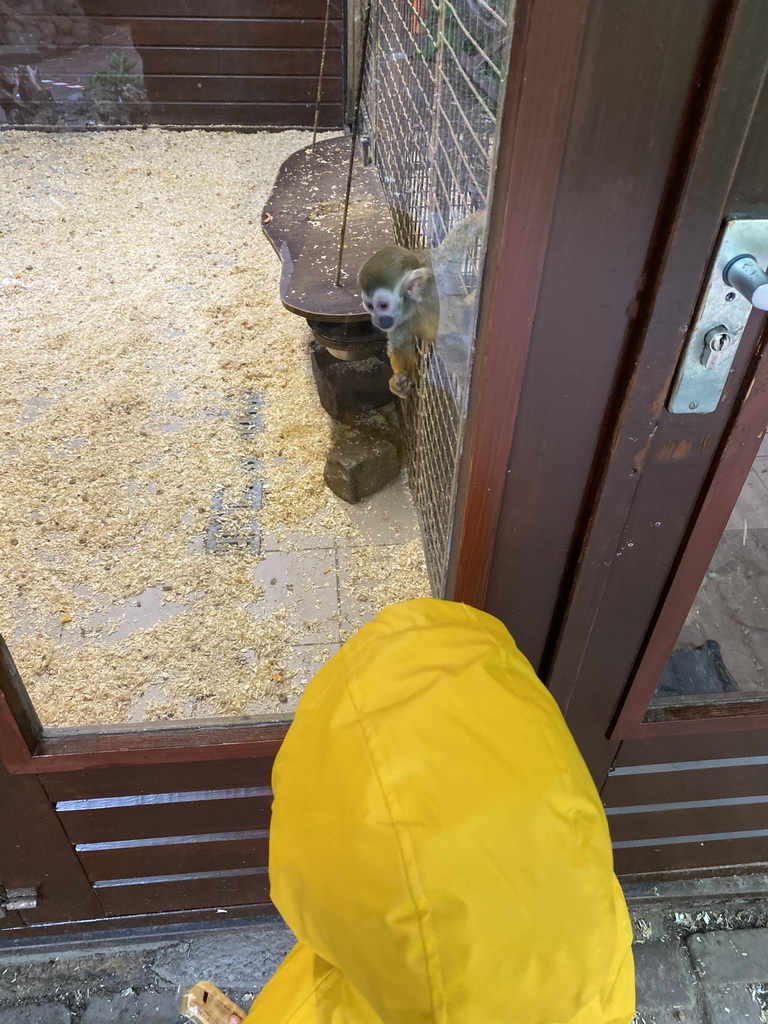 Max with a Squirrel Monkey at the Dierenpark De Oliemeulen zoo