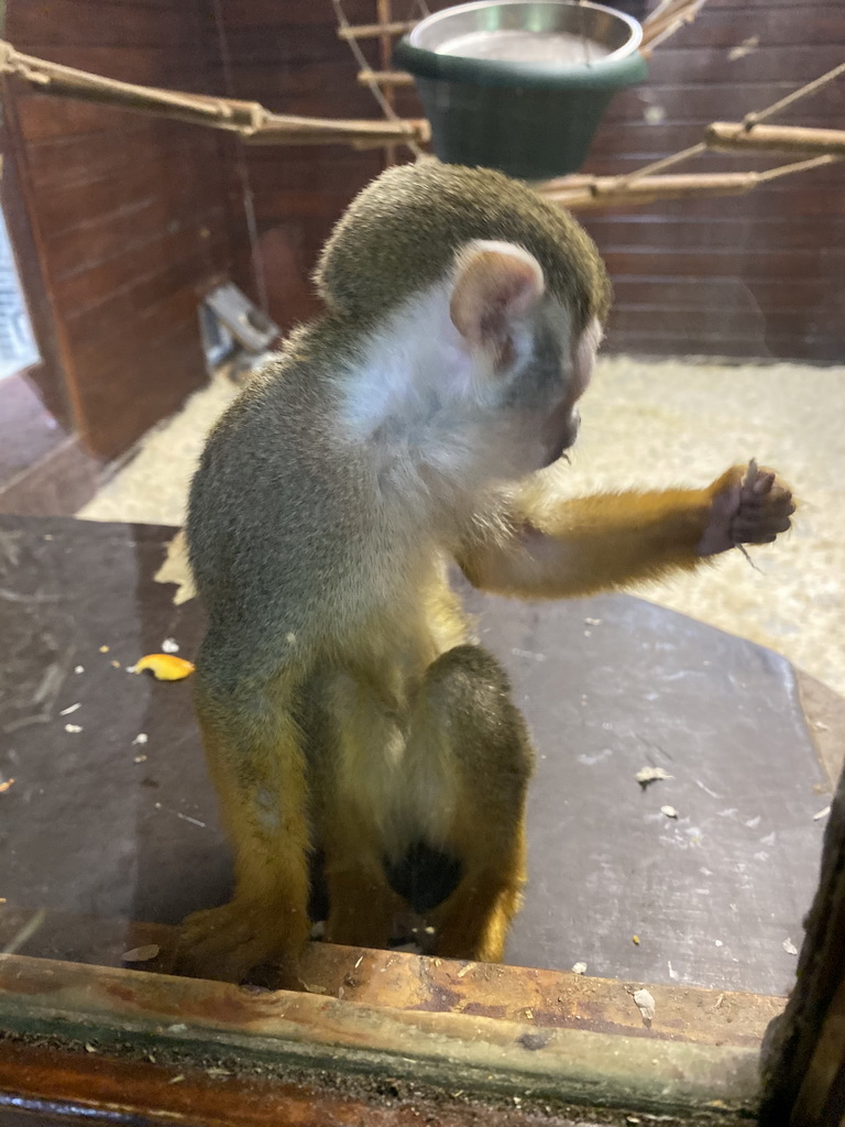 Squirrel Monkey at the Dierenpark De Oliemeulen zoo