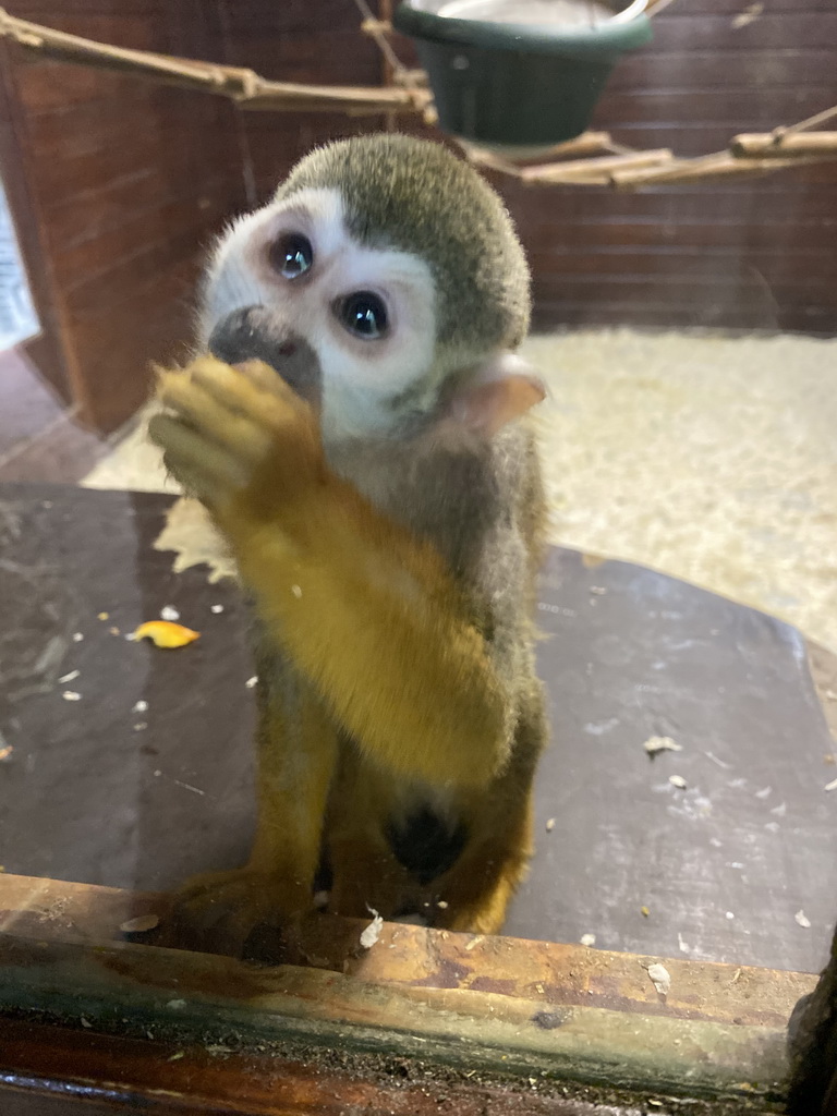 Squirrel Monkey at the Dierenpark De Oliemeulen zoo