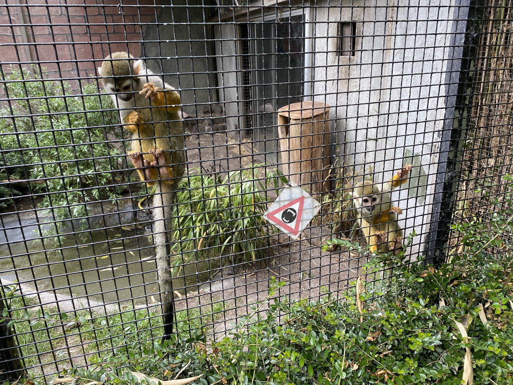 Squirrel Monkeys at the Dierenpark De Oliemeulen zoo