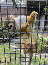 Squirrel Monkey at the Dierenpark De Oliemeulen zoo