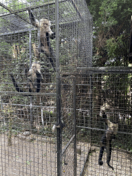 Capuchin Monkeys at the Dierenpark De Oliemeulen zoo