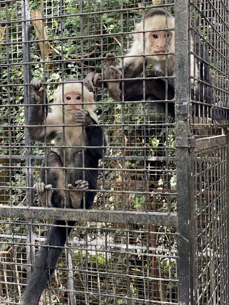 Capuchin Monkeys at the Dierenpark De Oliemeulen zoo