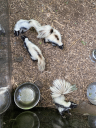 Skunks at the Dierenpark De Oliemeulen zoo