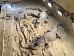 American Alligators at the Ground Floor of the main building of the Dierenpark De Oliemeulen zoo