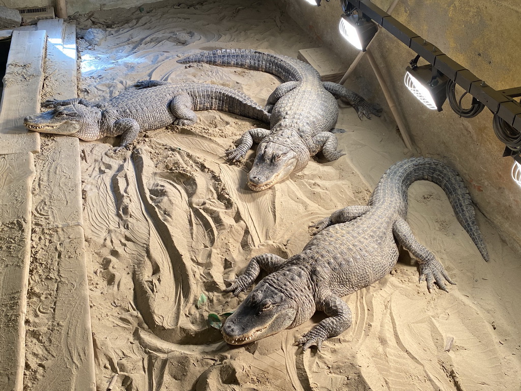 American Alligators at the Ground Floor of the main building of the Dierenpark De Oliemeulen zoo