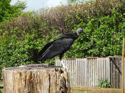 Black Vulture during the Birds of Prey Show at the Dierenpark De Oliemeulen zoo