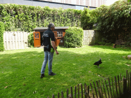 Zookeeper and Black Vulture during the Birds of Prey Show at the Dierenpark De Oliemeulen zoo