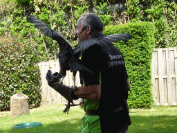 Zookeeper and Black Vulture during the Birds of Prey Show at the Dierenpark De Oliemeulen zoo