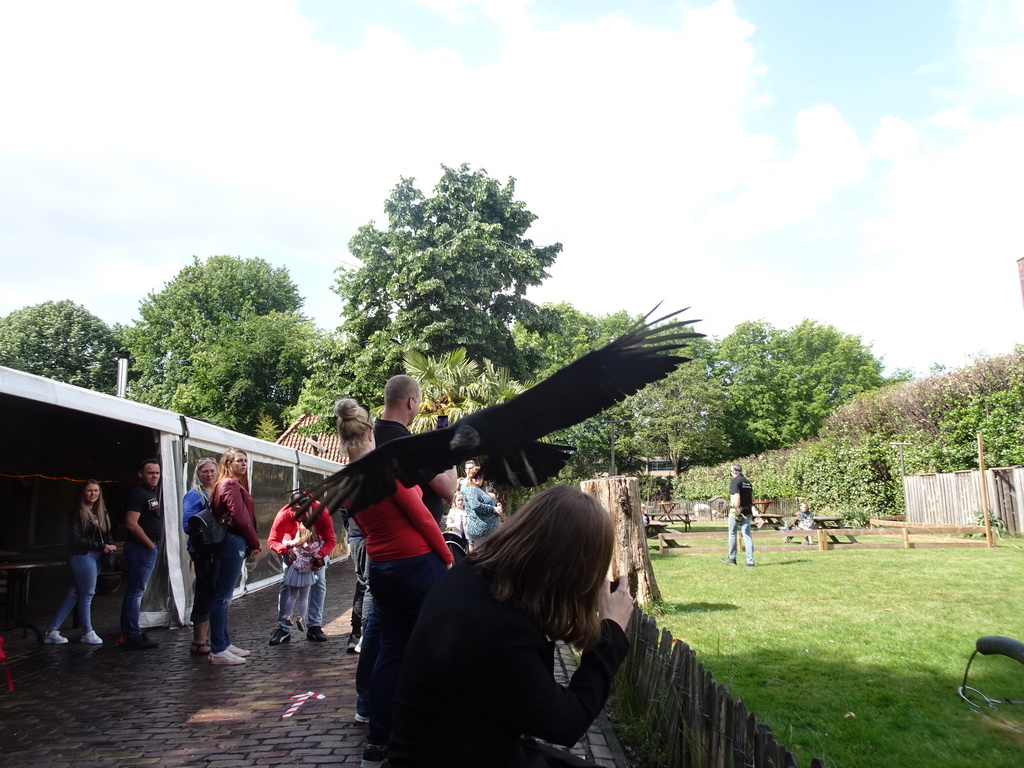 Black Vulture flying over the audience during the Birds of Prey Show at the Dierenpark De Oliemeulen zoo