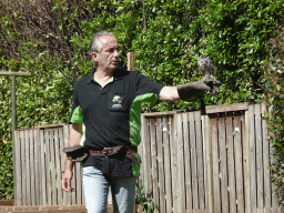 Zookeeper and Northern White-faced Owl during the Birds of Prey Show at the Dierenpark De Oliemeulen zoo