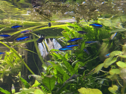Fishes at the Ground Floor of the main building of the Dierenpark De Oliemeulen zoo