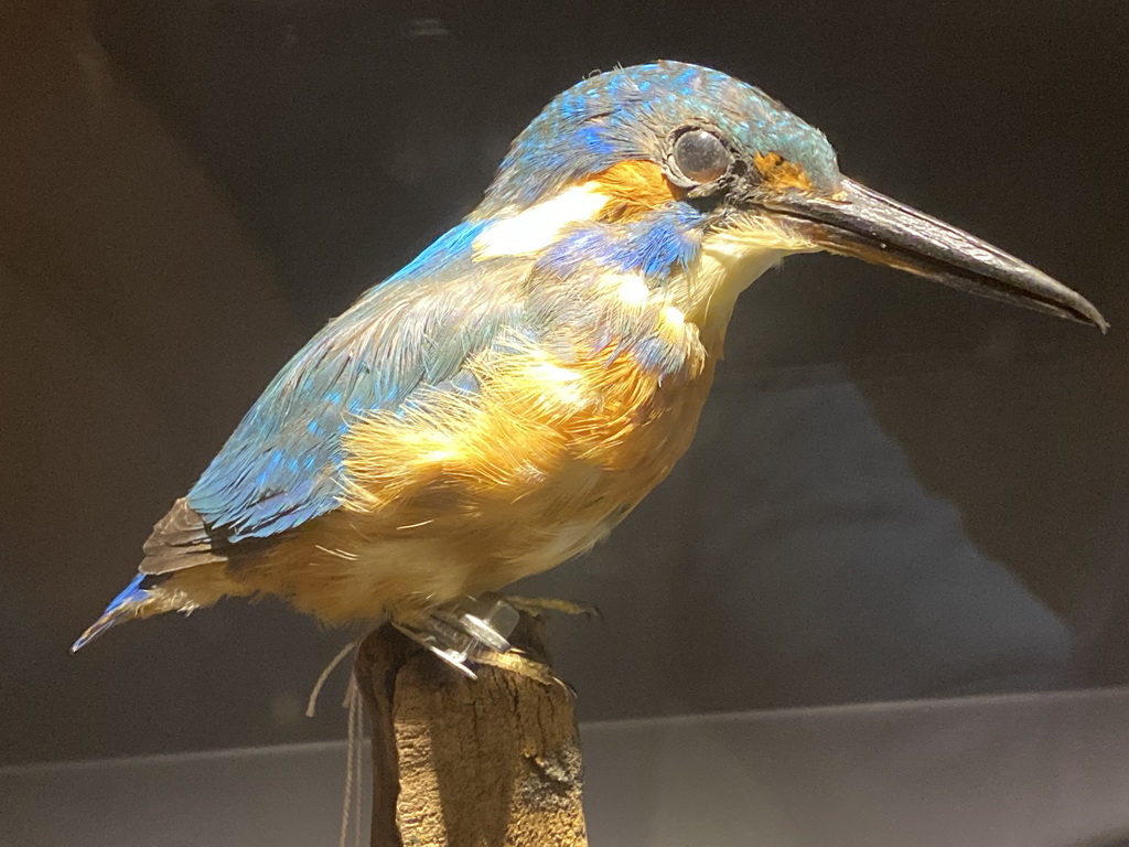 Stuffed Common Kingfisher at the OO-zone at the ground floor of the Natuurmuseum Brabant