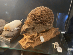 Stuffed Hedgehog and Mole at the OO-zone at the ground floor of the Natuurmuseum Brabant