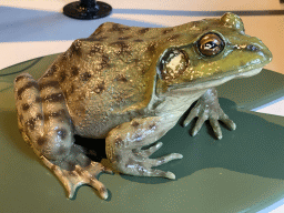 Statue of a Bullfrog at the OO-zone at the ground floor of the Natuurmuseum Brabant