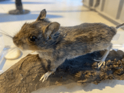 Stuffed Mouse at the OO-zone at the ground floor of the Natuurmuseum Brabant