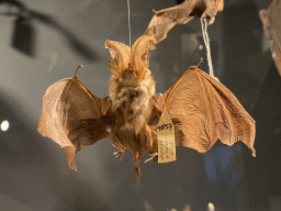 Stuffed Bat at the OO-zone at the ground floor of the Natuurmuseum Brabant