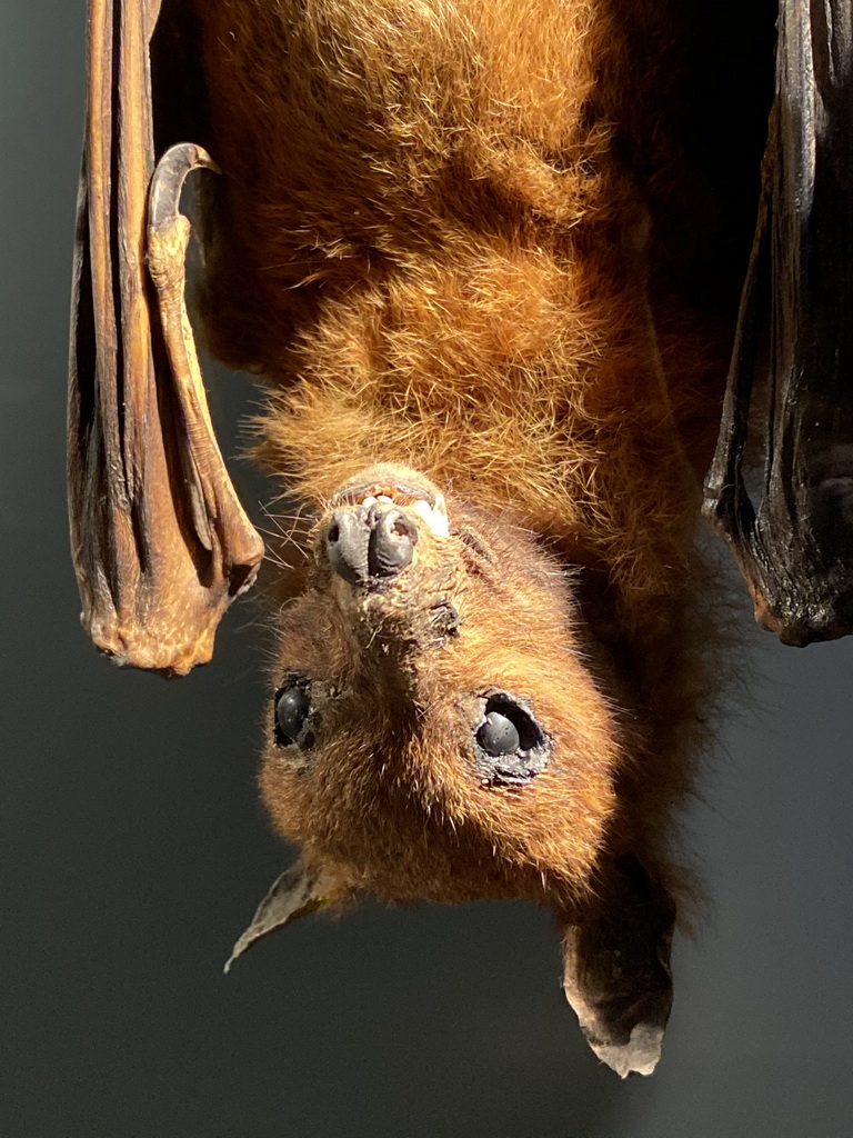 Stuffed Bat at the OO-zone at the ground floor of the Natuurmuseum Brabant