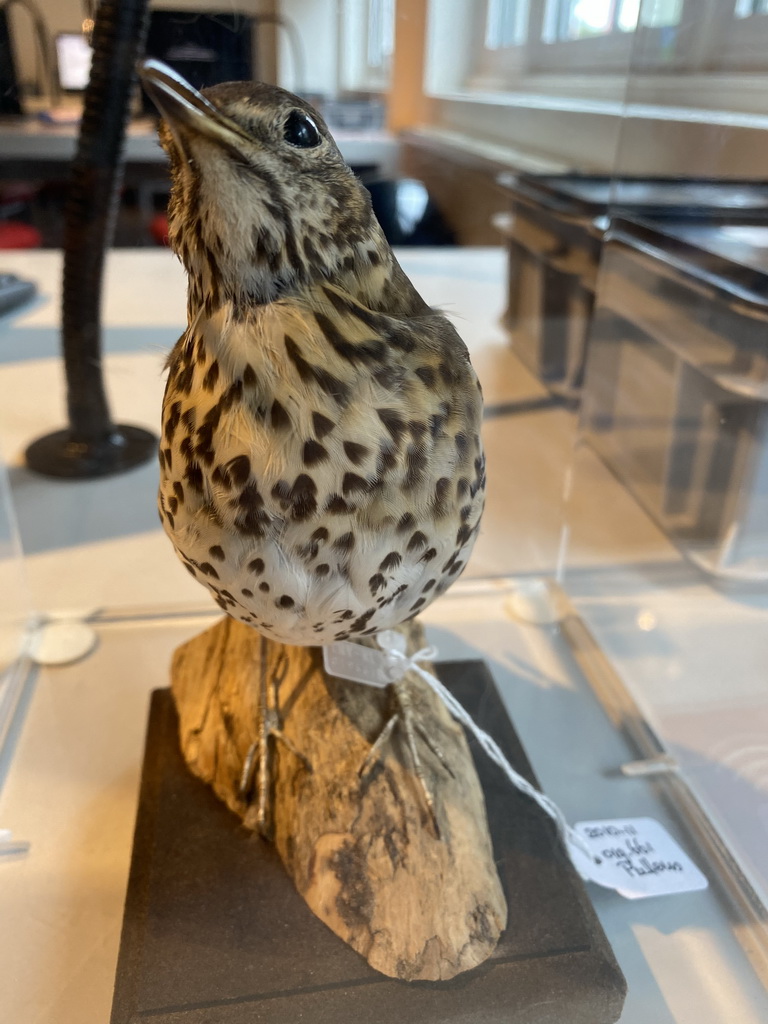 Stuffed Sing Thrush at the OO-zone at the ground floor of the Natuurmuseum Brabant