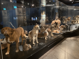 Stuffed dogs at the `Ware Wolf` exhibition at the first floor of the Natuurmuseum Brabant