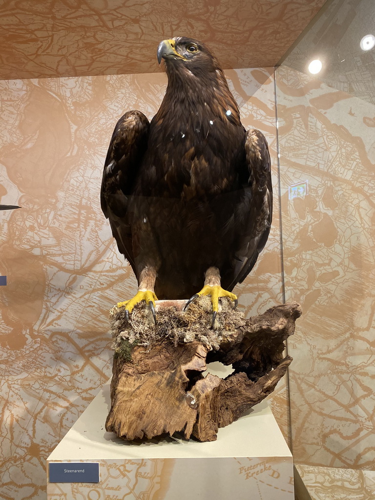 Stuffed Golden Eagle at the `Jouw Brabant, mijn Brabant - een landschap vol herinneringen` exhibition at the first floor of the Natuurmuseum Brabant, with explanation