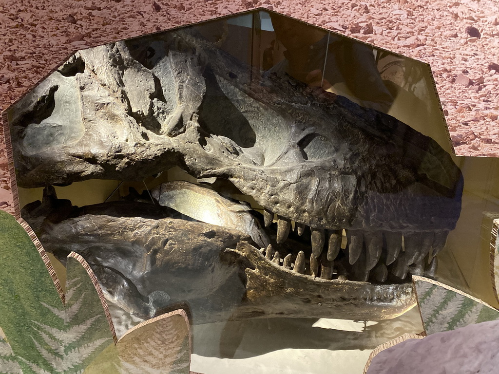 Skull of a Tyrannosaurus Rex at the `Vreemde vogels, die dino`s` exhibition at the second floor of the Natuurmuseum Brabant