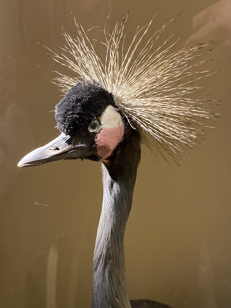 Head of a stuffed Grey Crowned Crane at the `Vreemde vogels, die dino`s` exhibition at the second floor of the Natuurmuseum Brabant