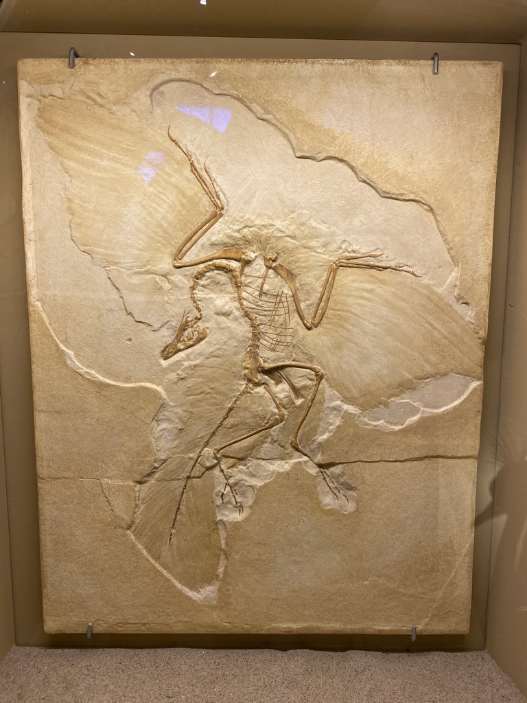 Archaeopteryx fossil at the `Vreemde vogels, die dino`s` exhibition at the second floor of the Natuurmuseum Brabant